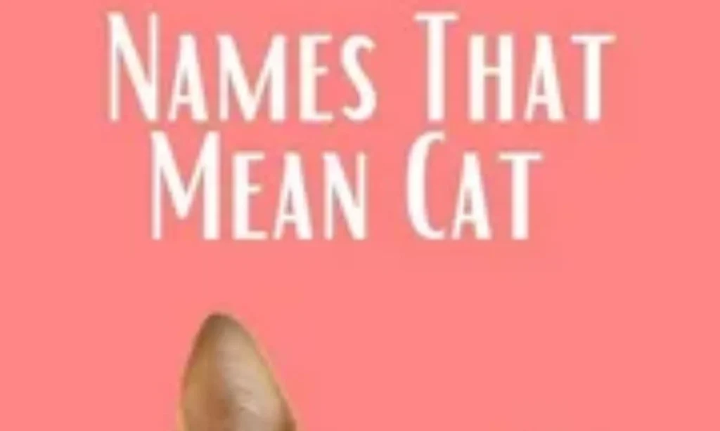 Names That Mean Cat (Japanese)