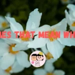 623+ Names That Mean White