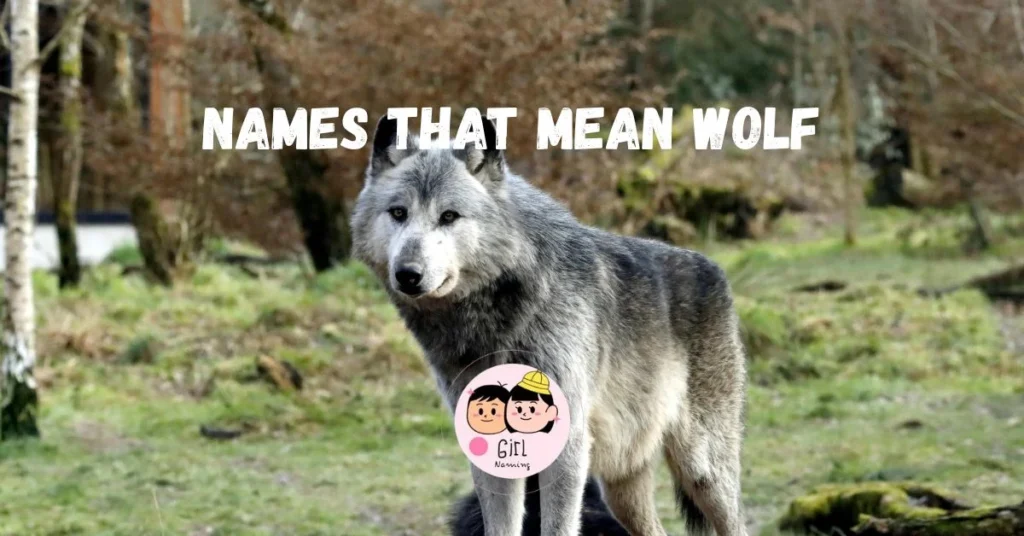Names That Mean Wolf