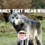 823+ Names That Mean Wolf