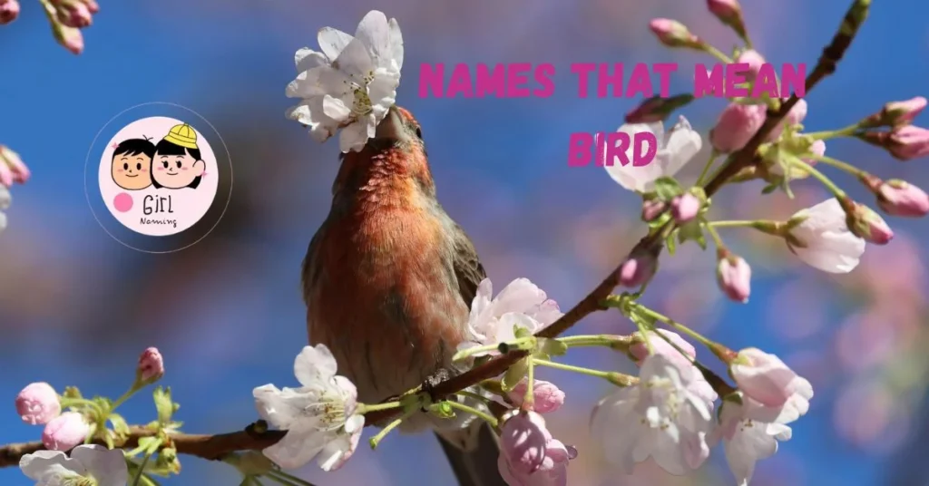 355 + Names That Mean Bird