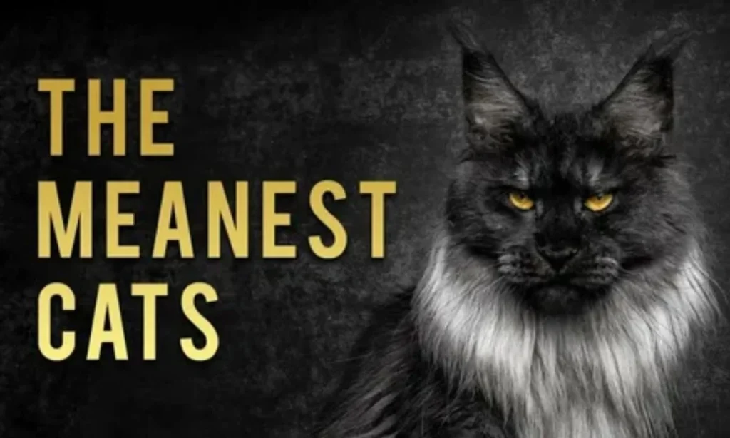 Names That Mean Cat 250 Cute, Clever &amp; Unique Cat-Inspired Names