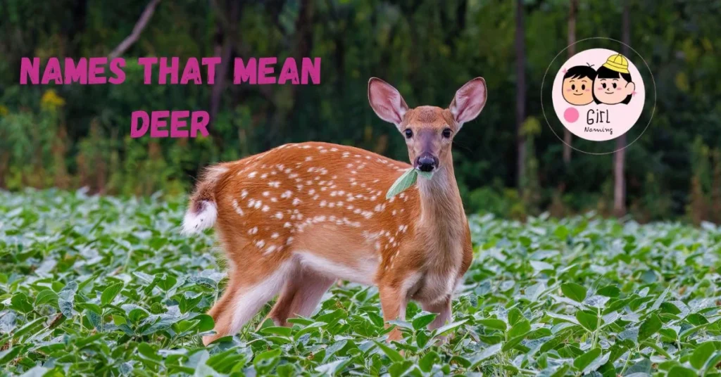 Names That Mean Deer