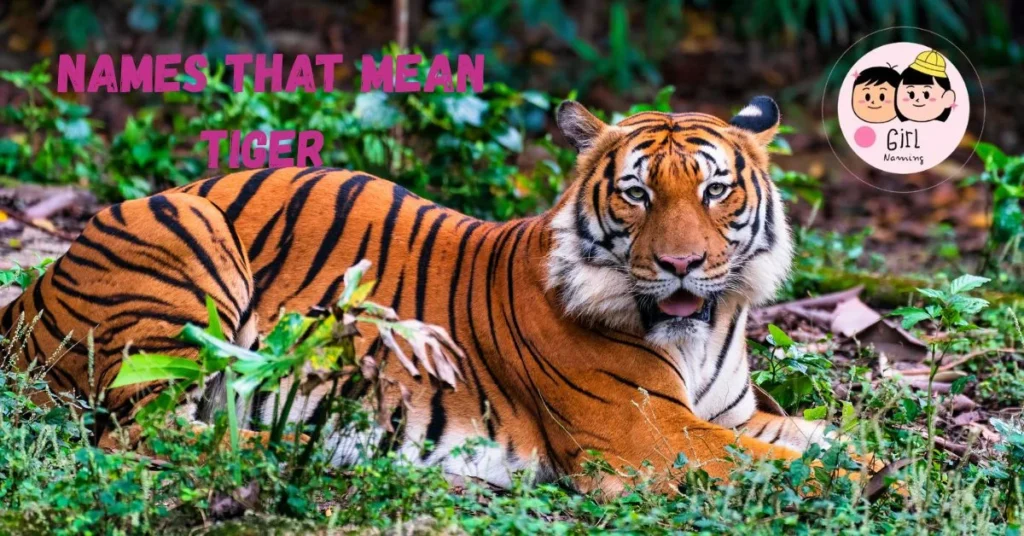 Names That Mean Tiger