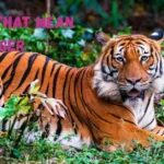 377+ Names That Mean Tiger (2026 Ultimate Guide)